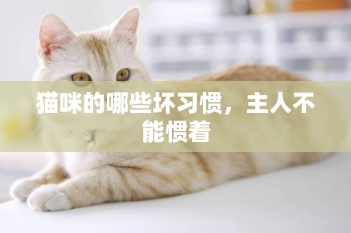 貓咪的哪些壞習慣，主人不能慣著