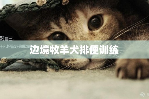 邊境牧羊犬排便訓練