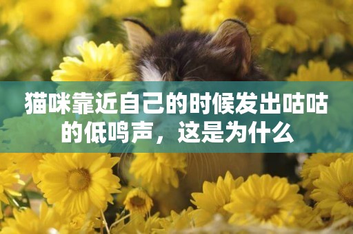 貓咪靠近自己的時候發出咕咕的低鳴聲，這是為什么