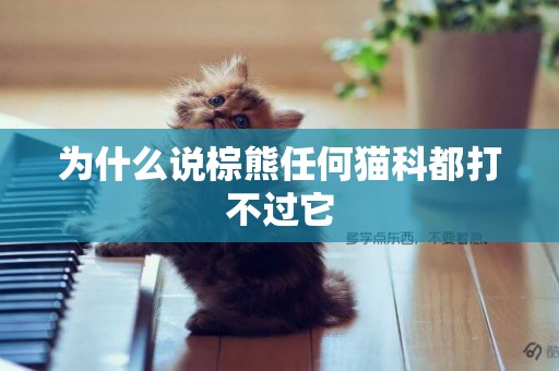 為什么說棕熊任何貓科都打不過它