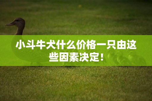 小斗牛犬什么價格一只由這些因素決定！