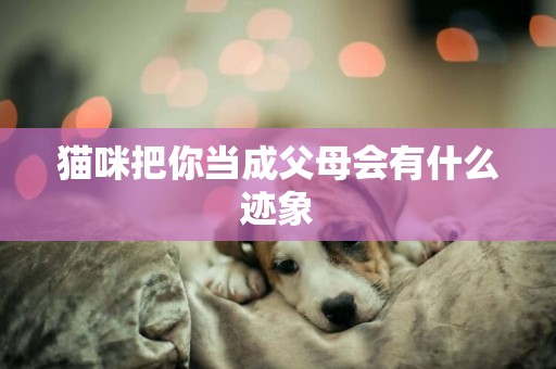 貓咪把你當成父母會有什么跡象
