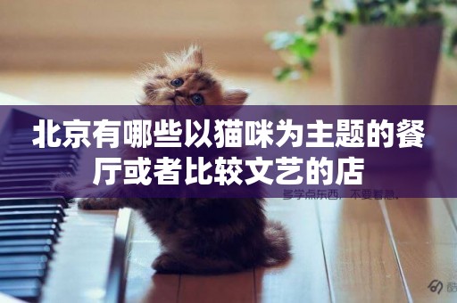 北京有哪些以貓咪為主題的餐廳或者比較文藝的店
