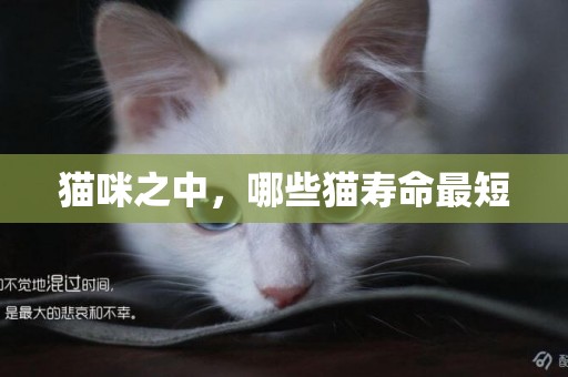 貓咪之中，哪些貓壽命最短
