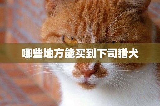 哪些地方能買到下司獵犬