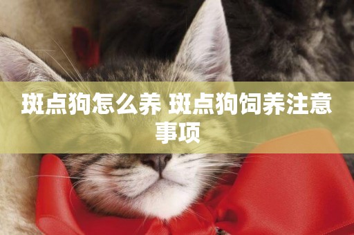 斑點狗怎么養 斑點狗飼養注意事項