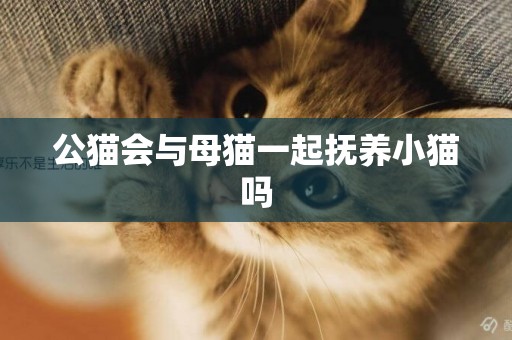公貓會與母貓一起撫養小貓嗎