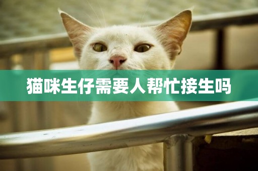 貓咪生仔需要人幫忙接生嗎