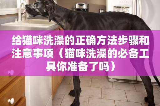 給貓咪洗澡的正確方法步驟和注意事項（貓咪洗澡的必備工具你準備了嗎）
