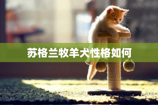 蘇格蘭牧羊犬性格如何