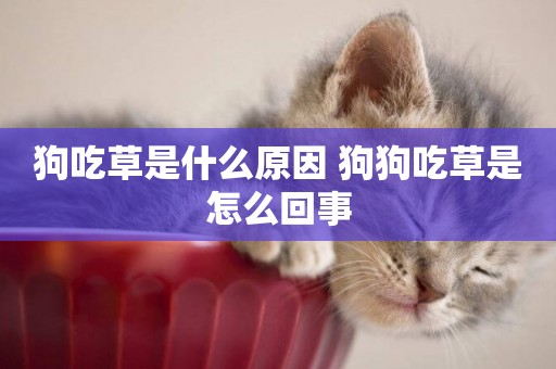 狗吃草是什么原因 狗狗吃草是怎么回事