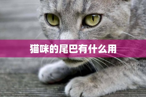 貓咪的尾巴有什么用