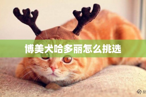 博美犬哈多麗怎么挑選