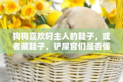 狗狗喜歡叼主人的鞋子，或者藏鞋子，鏟屎官們是否懂這種行為？