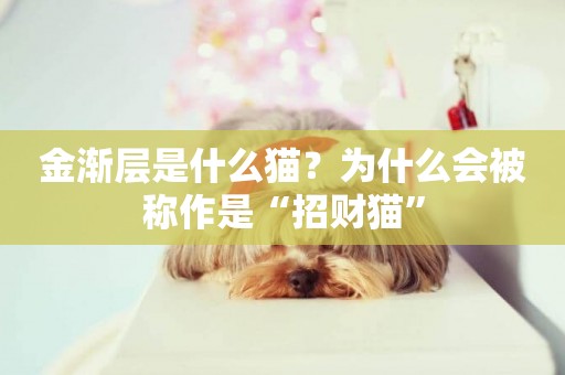 金漸層是什么貓？為什么會被稱作是“招財貓”