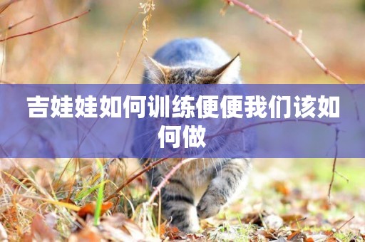 吉娃娃如何訓練便便我們該如何做