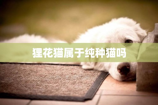 貍花貓屬于純種貓嗎