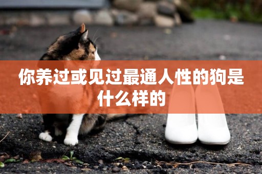 你養過或見過最通人性的狗是什么樣的