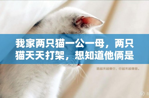 我家兩只貓一公一母，兩只貓天天打架，想知道他倆是真打還是玩