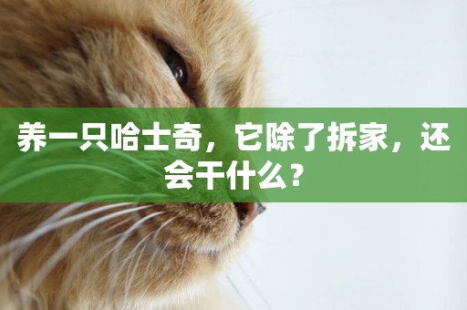 養一只哈士奇，它除了拆家，還會干什么？