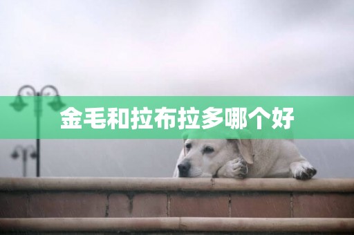 金毛和拉布拉多哪個好
