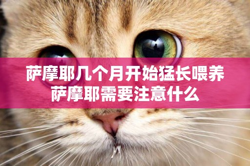 薩摩耶幾個月開始猛長喂養薩摩耶需要注意什么
