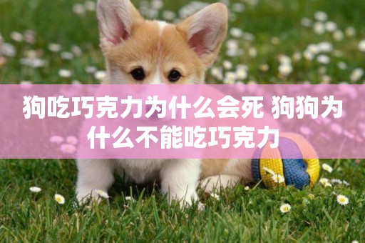 狗吃巧克力為什么會死 狗狗為什么不能吃巧克力