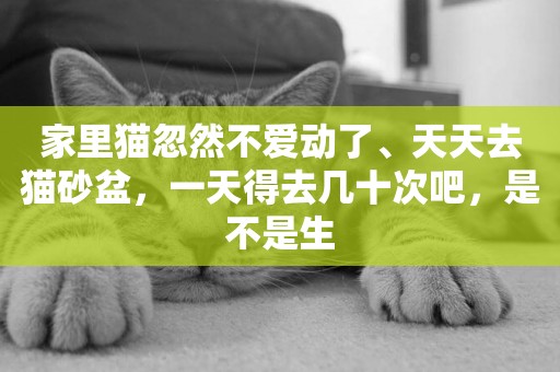 家里貓忽然不愛動了、天天去貓砂盆，一天得去幾十次吧，是不是生