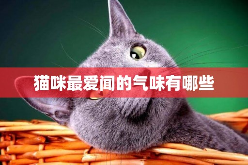 貓咪最愛聞的氣味有哪些