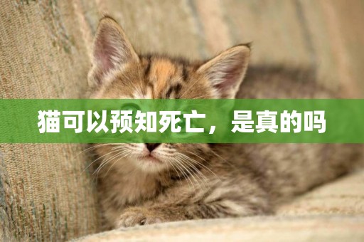 貓可以預知死亡，是真的嗎