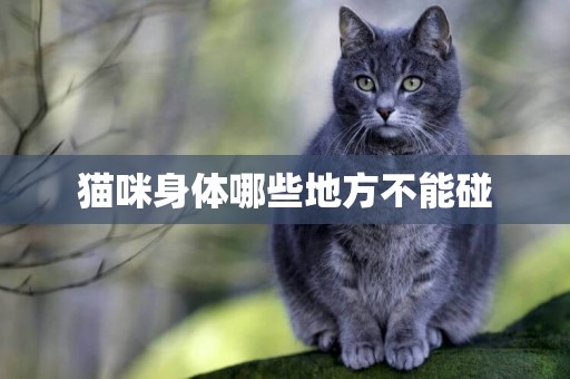 貓咪身體哪些地方不能碰