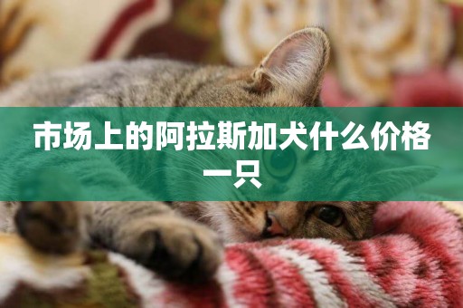 市場上的阿拉斯加犬什么價格一只