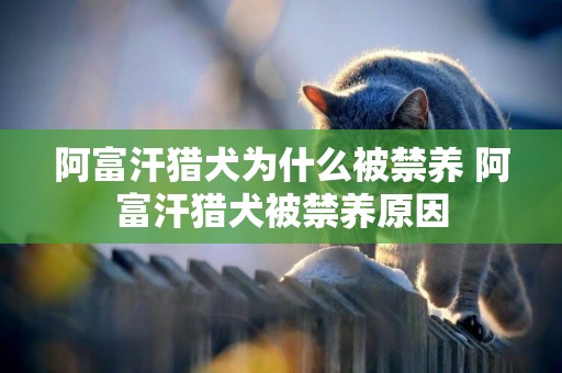 阿富汗獵犬為什么被禁養 阿富汗獵犬被禁養原因