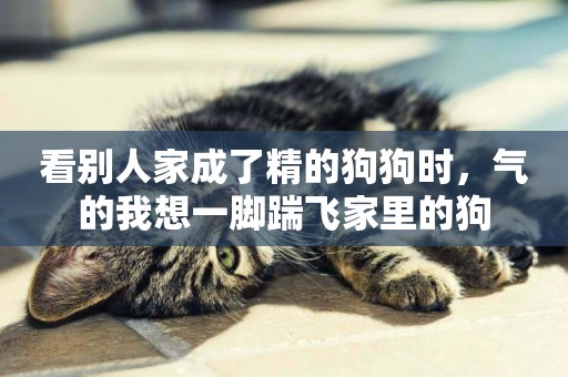 看別人家成了精的狗狗時，氣的我想一腳踹飛家里的狗