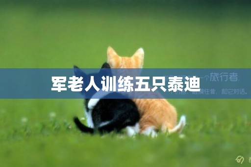 軍老人訓練五只泰迪