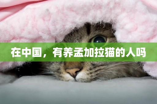 在中國，有養孟加拉貓的人嗎