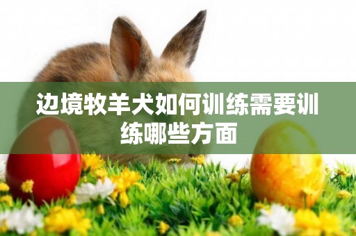 邊境牧羊犬如何訓練需要訓練哪些方面