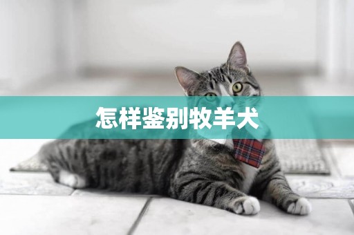 怎樣鑒別牧羊犬