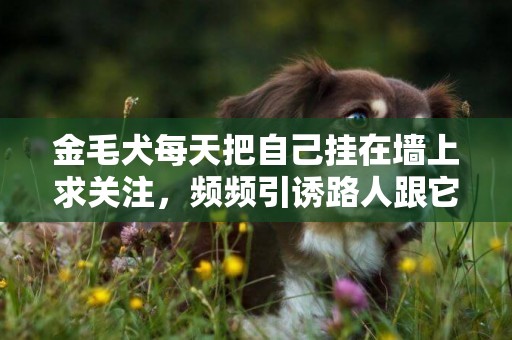 金毛犬每天把自己掛在墻上求關注，頻頻引誘路人跟它一起玩