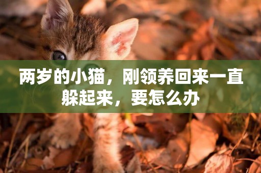 兩歲的小貓，剛領養回來一直躲起來，要怎么辦