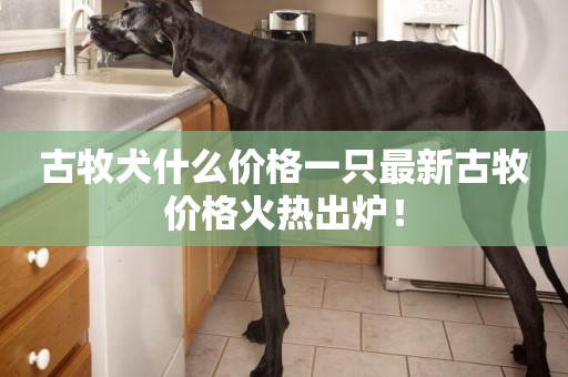 古牧犬什么價格一只最新古牧價格火熱出爐！