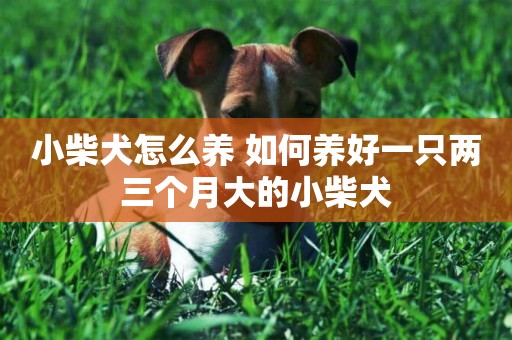 小柴犬怎么養 如何養好一只兩三個月大的小柴犬