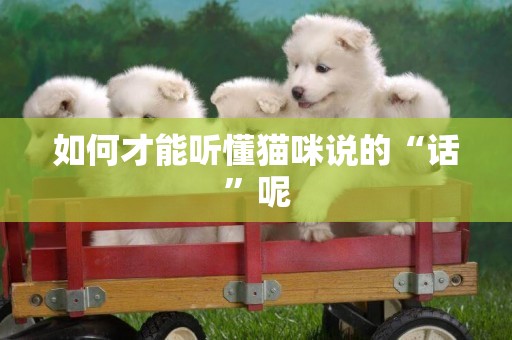 如何才能聽懂貓咪說的“話”呢