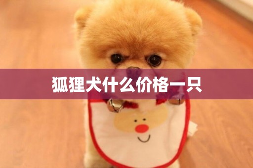 狐貍犬什么價格一只