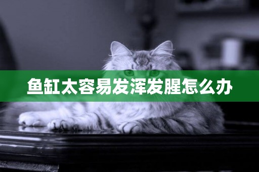 魚缸太容易發渾發腥怎么辦