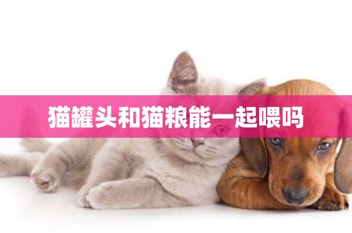 貓罐頭和貓糧能一起喂嗎