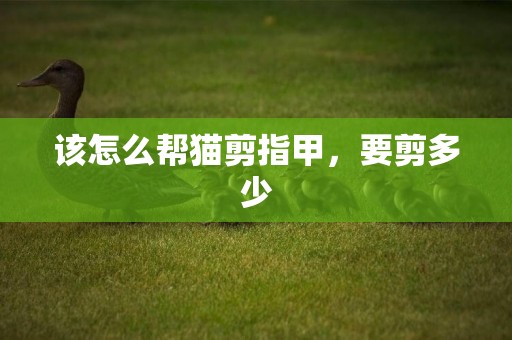 該怎么幫貓剪指甲，要剪多少