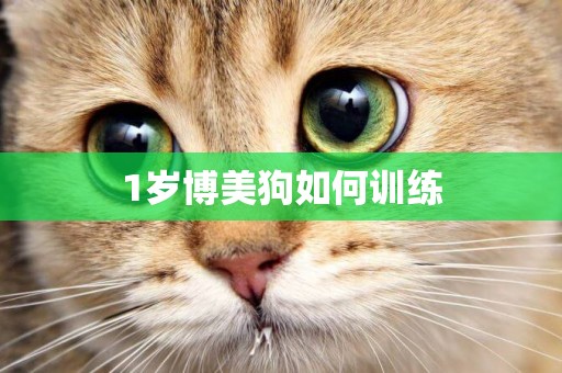 1歲博美狗如何訓練