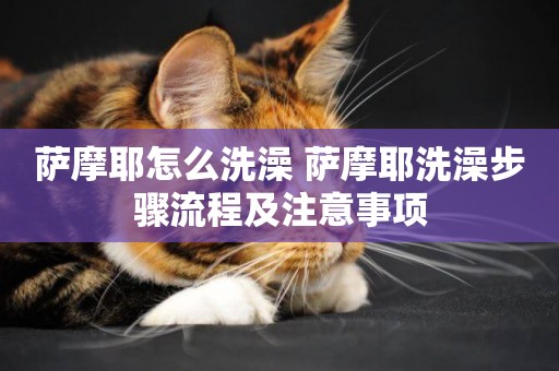 薩摩耶怎么洗澡 薩摩耶洗澡步驟流程及注意事項