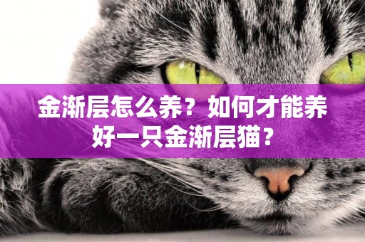 金漸層怎么養？如何才能養好一只金漸層貓？